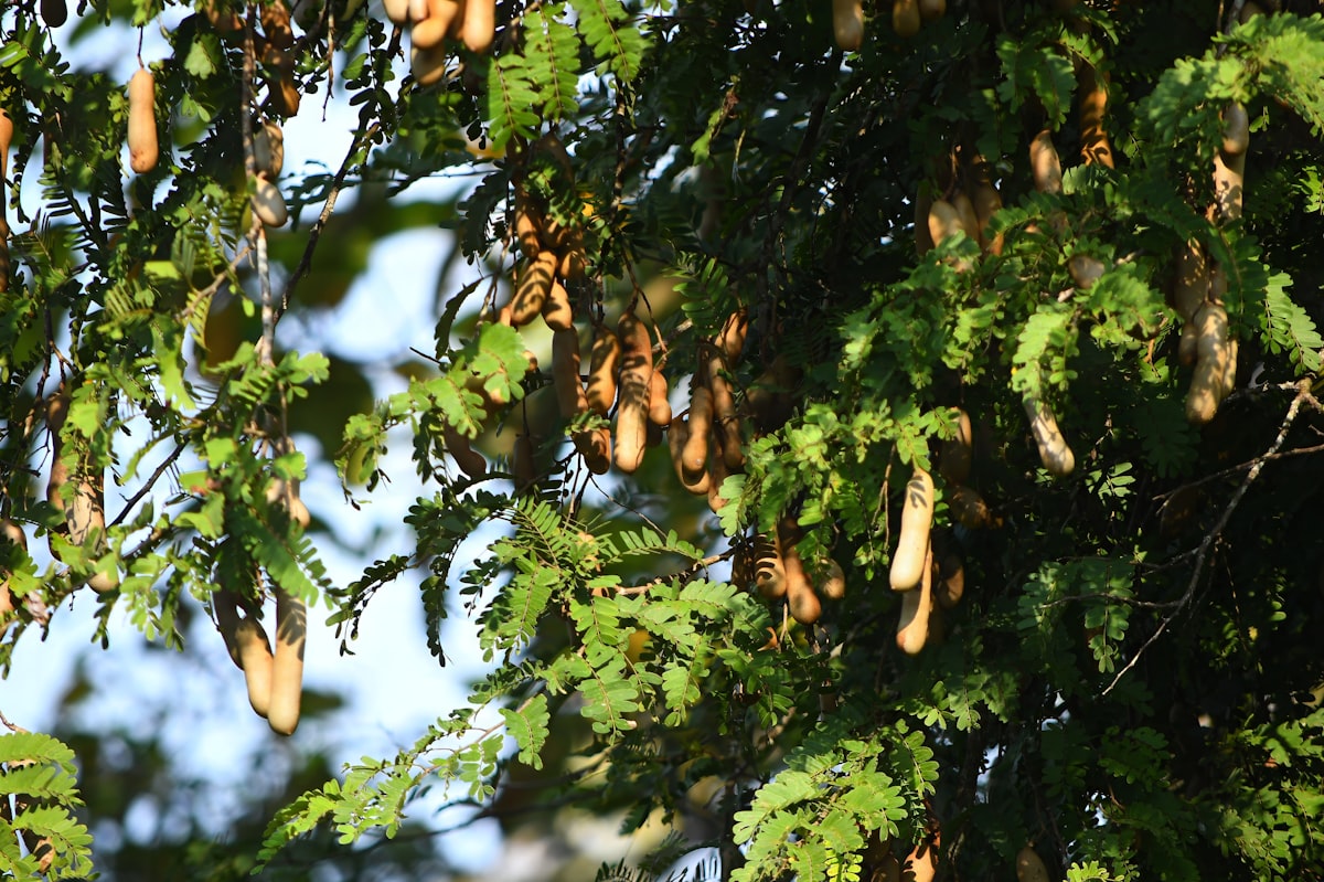 tamarind